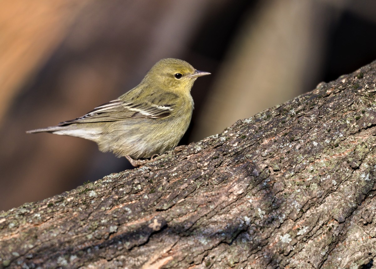 Blackpoll Warbler - ML644567610