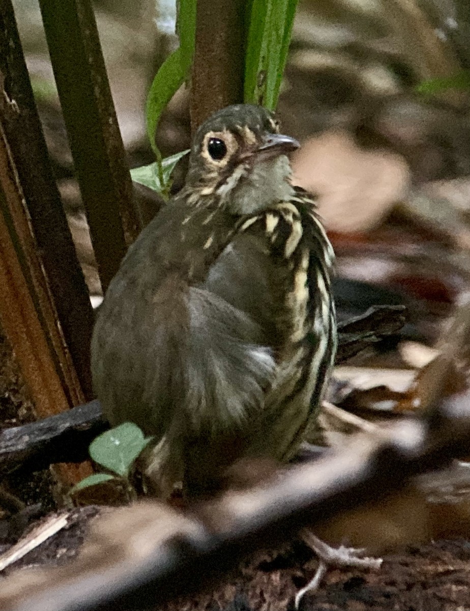 Streak-chested Antpitta - ML644567611