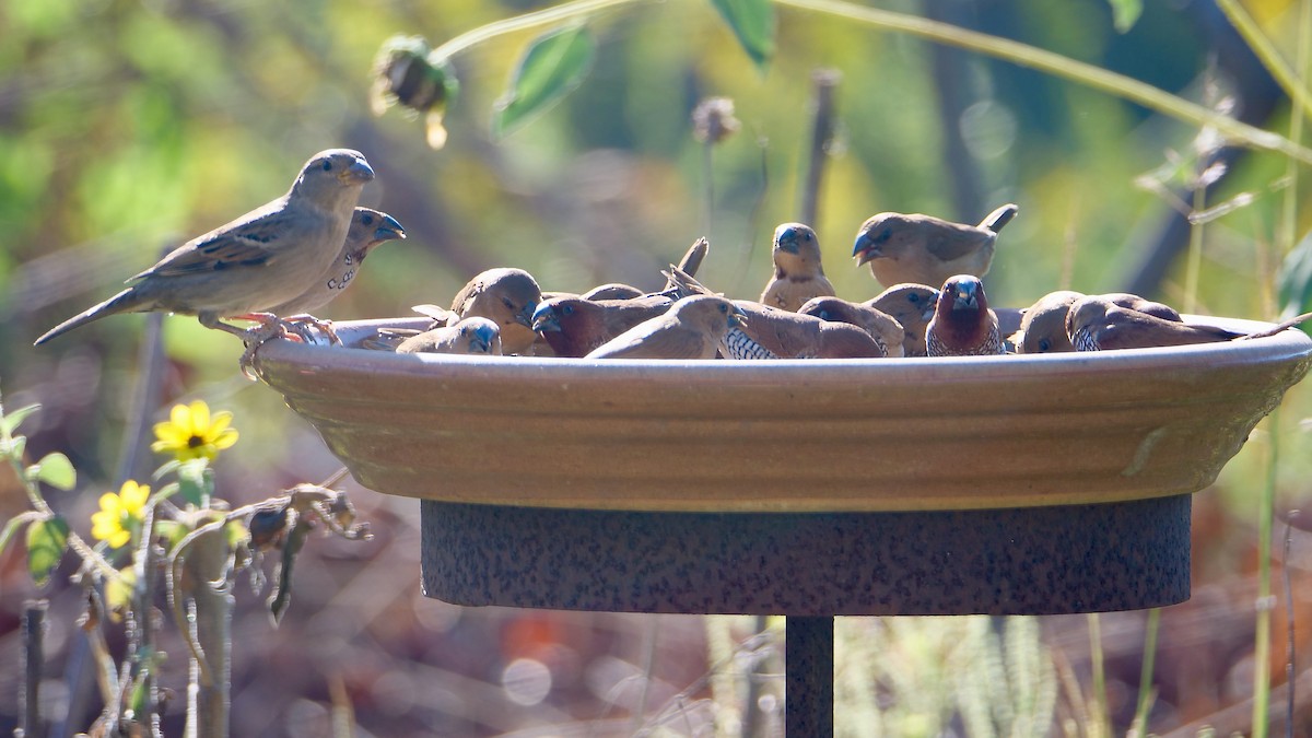 シマキンパラ - ML644567612