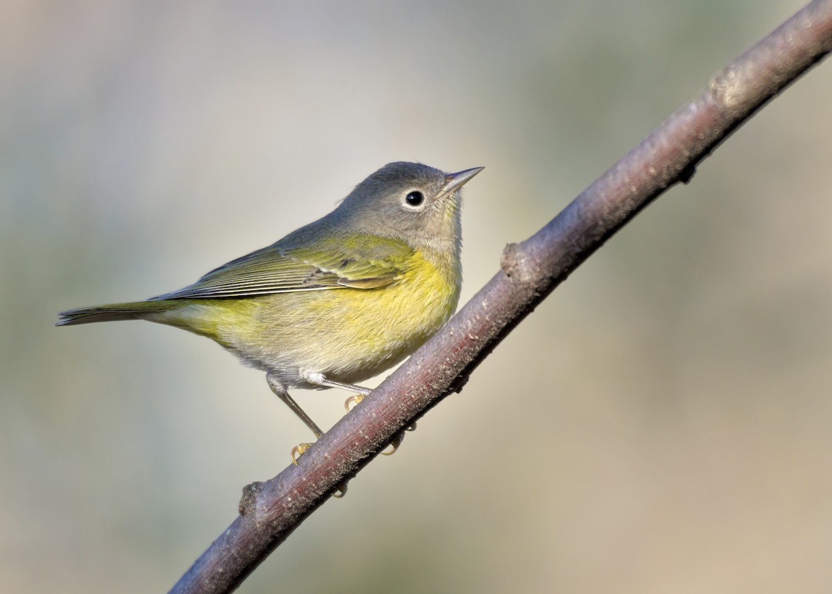 Nashville Warbler - ML644567614