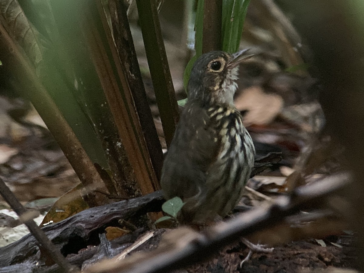 Streak-chested Antpitta - ML644567615