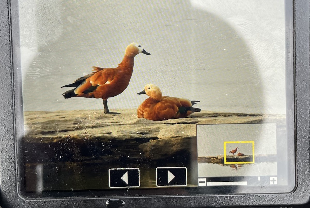 Ruddy Shelduck - ML644567616