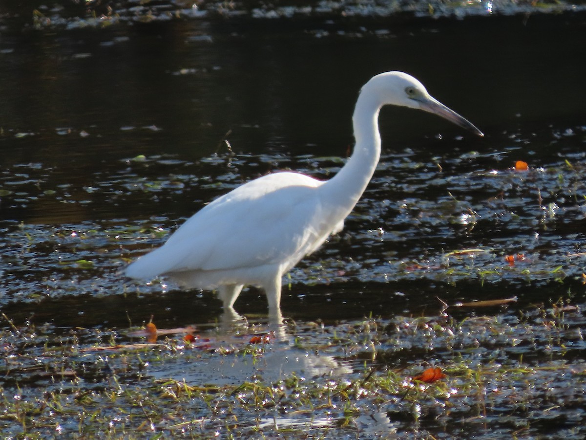 Koartzatxo urdina - ML644567622