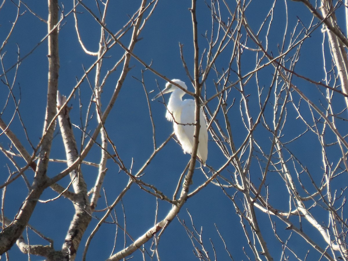 Koartzatxo urdina - ML644567623