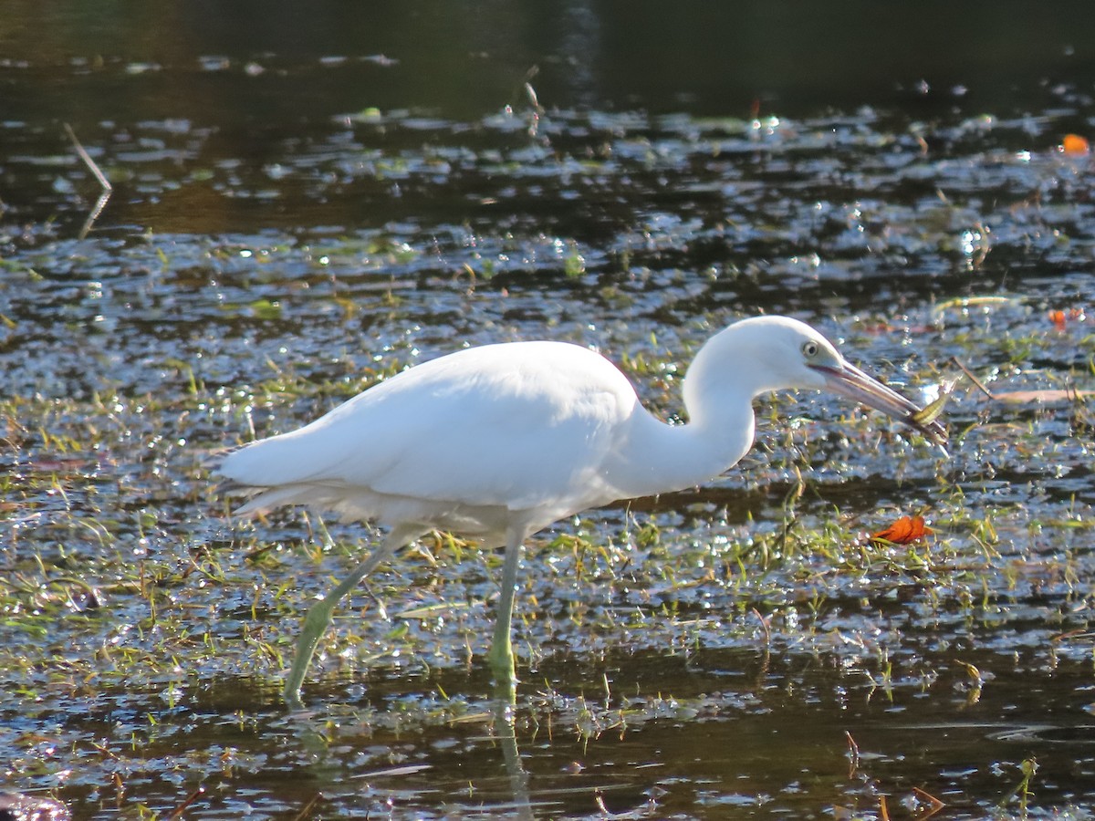 Koartzatxo urdina - ML644567624