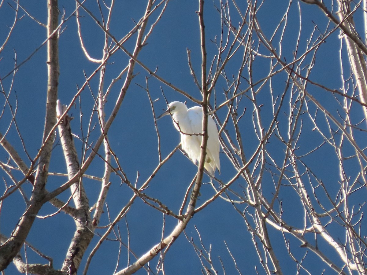 Koartzatxo urdina - ML644567625