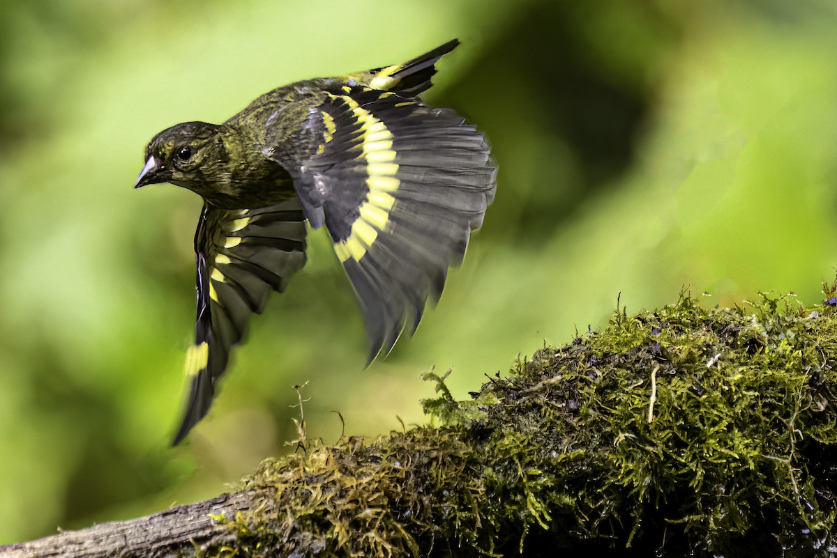 Hooded Siskin - ML644567636