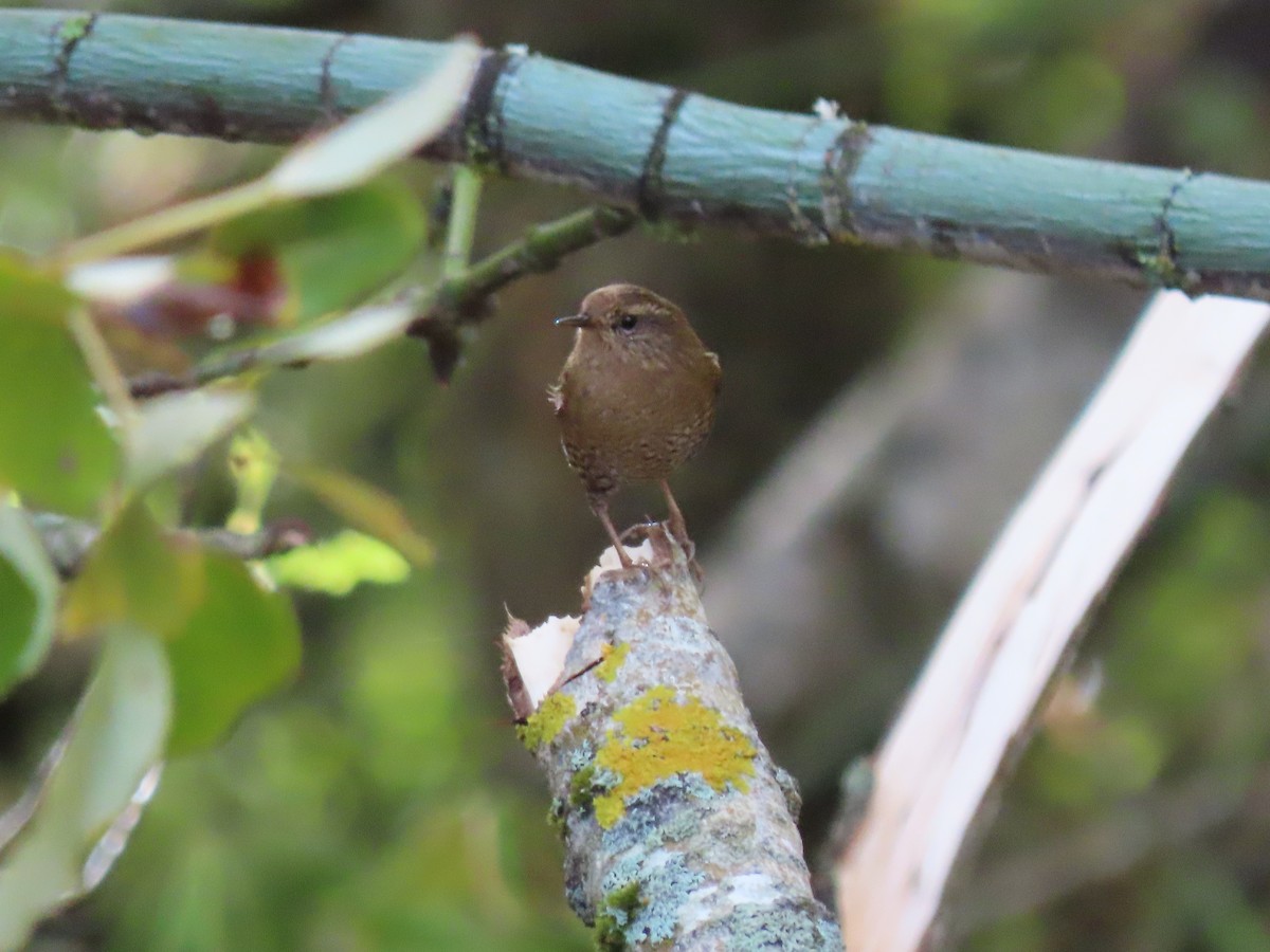 Pacific Wren - ML644567637