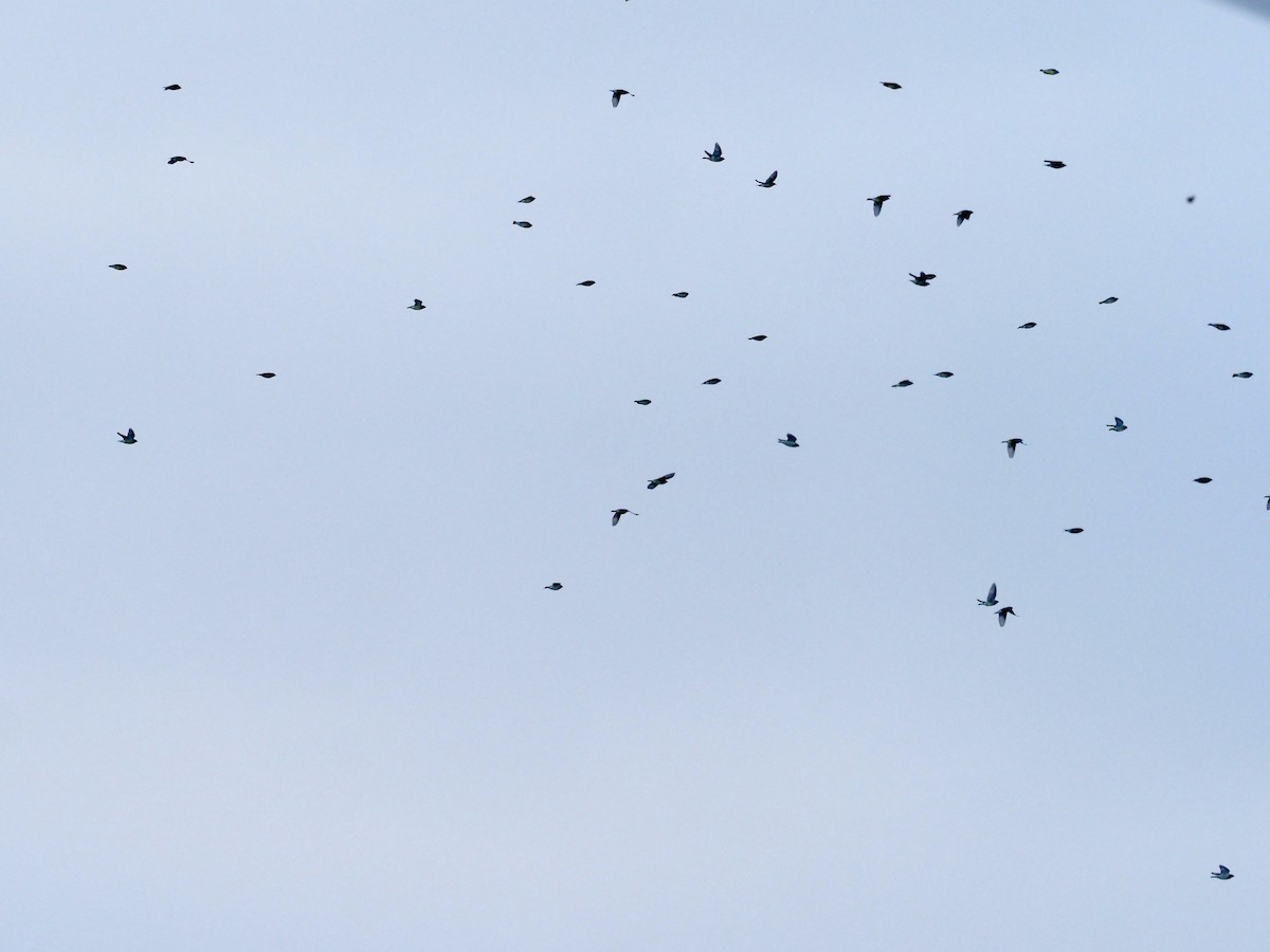 ヒメレンジャク - ML644567639