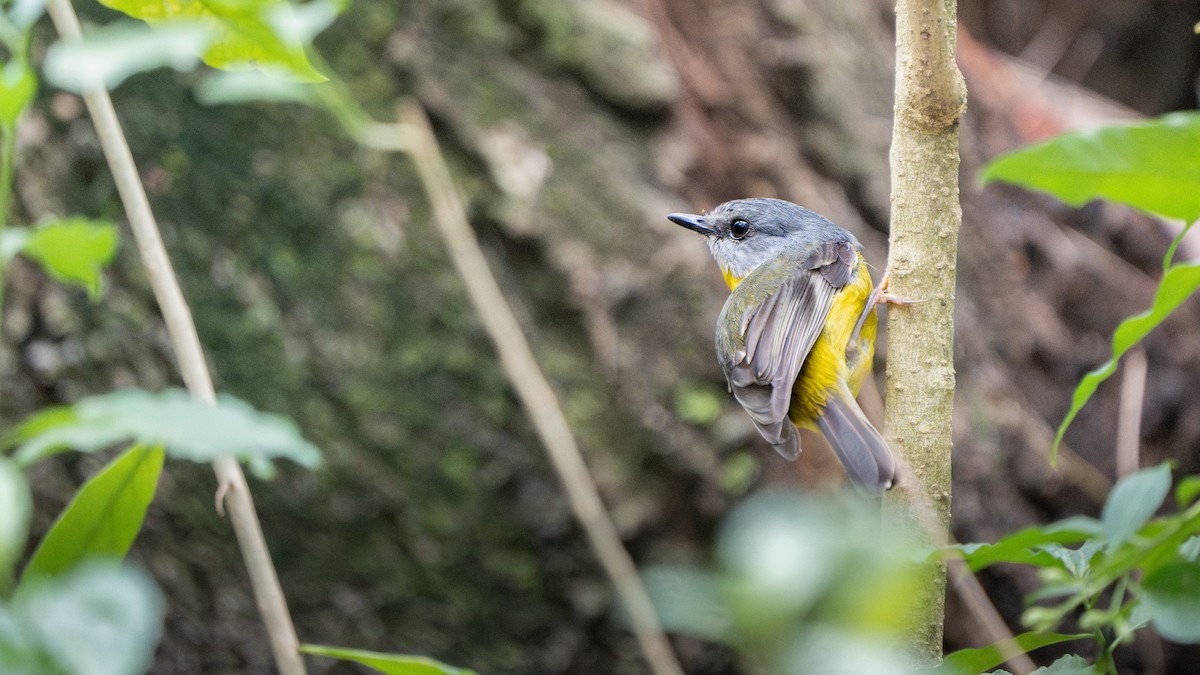 Petroica Amarilla - ML644567640