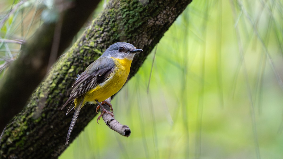 Petroica Amarilla - ML644567642