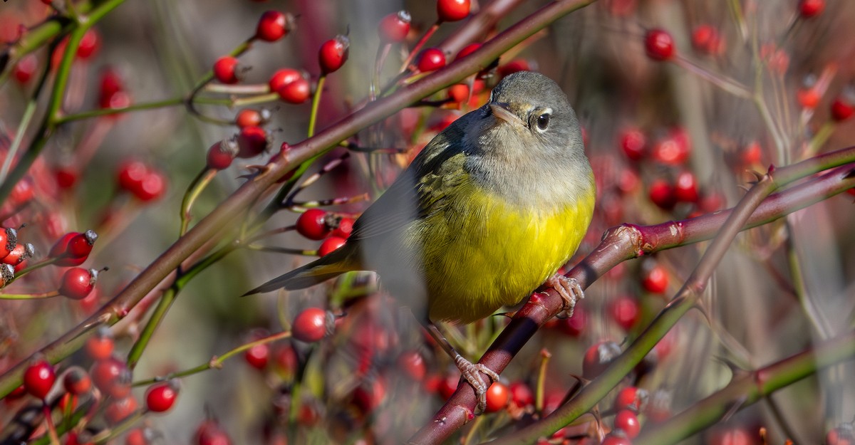 MacGillivray's Warbler - ML644567652