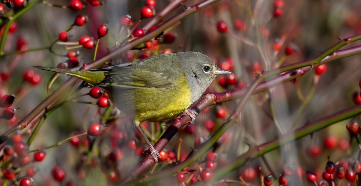 MacGillivray's Warbler - ML644567653