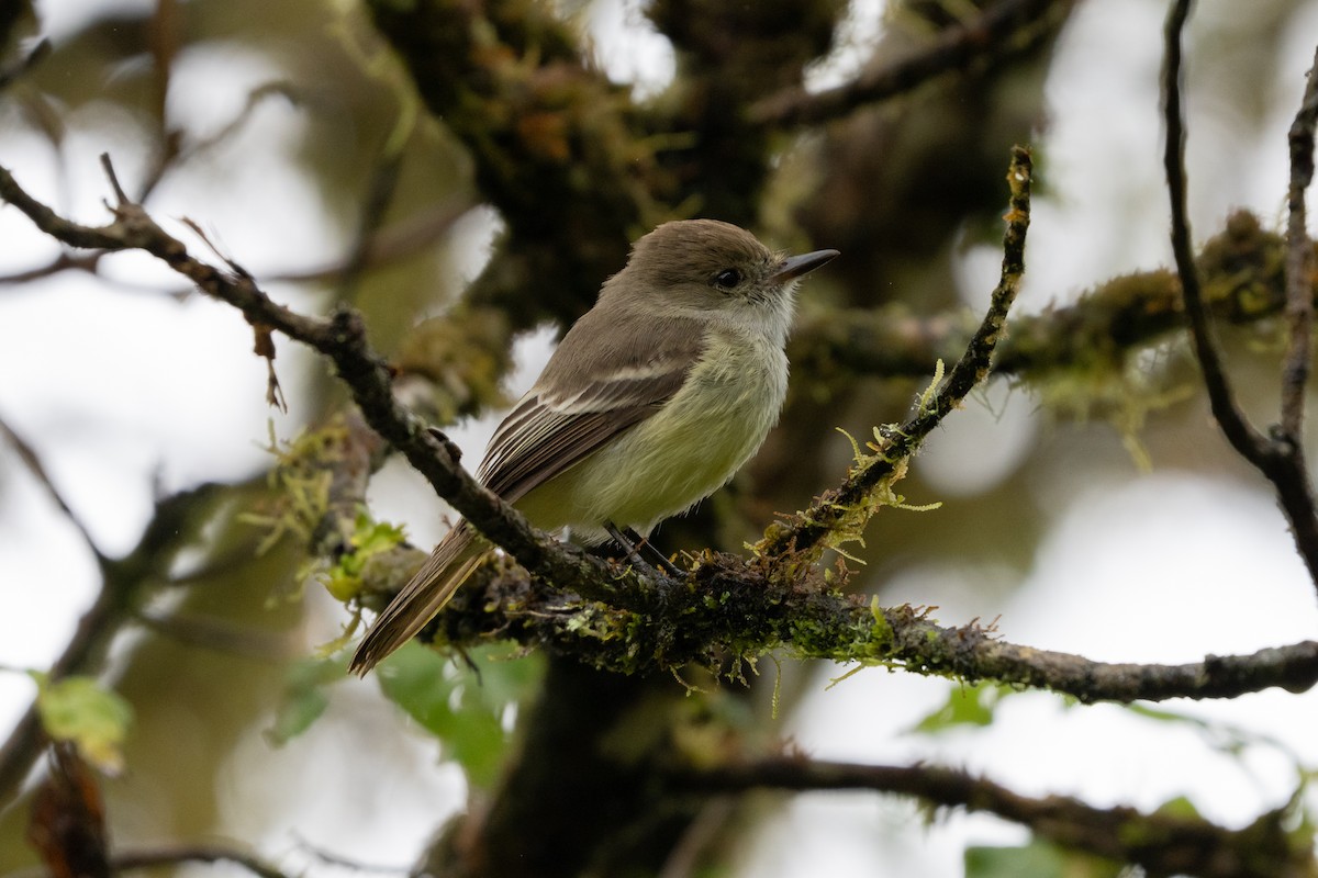 Galapagos Flycatcher - ML644567662