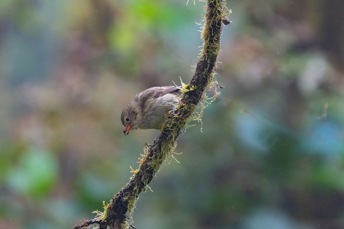 Woodpecker Finch - ML644567669