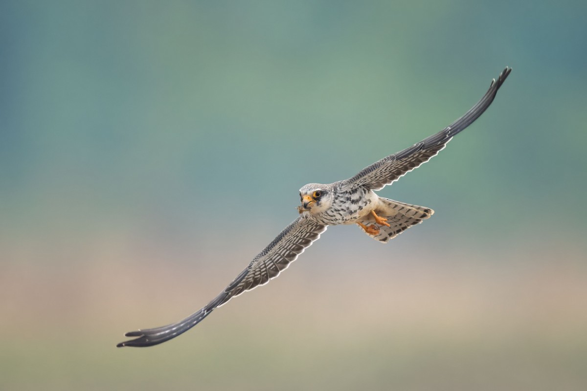 Amur Falcon - ML644567673