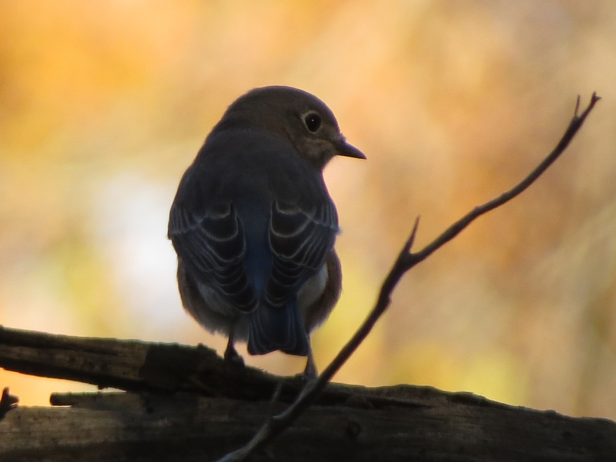 Eastern Bluebird - ML644567674