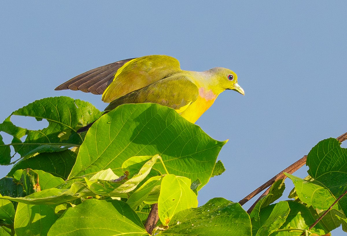 橙胸綠鳩 - ML644567676