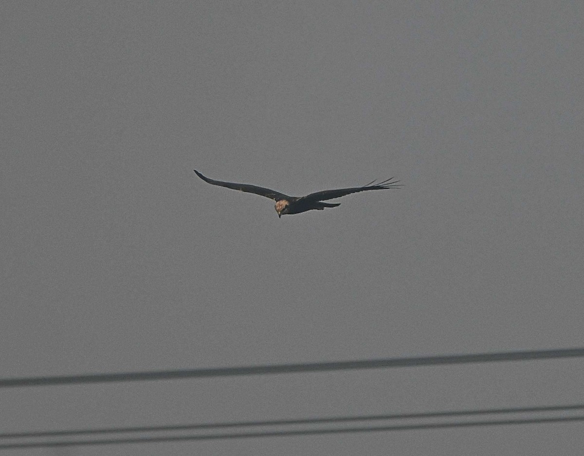 Saz Delicesi - ML644567695