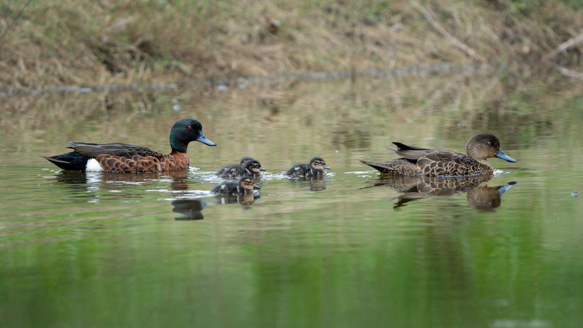 Chestnut Teal - ML644567702