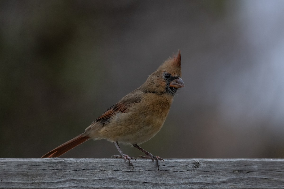 Kardinal arrunta - ML644567703