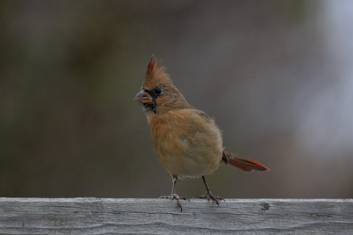 Kardinal arrunta - ML644567704