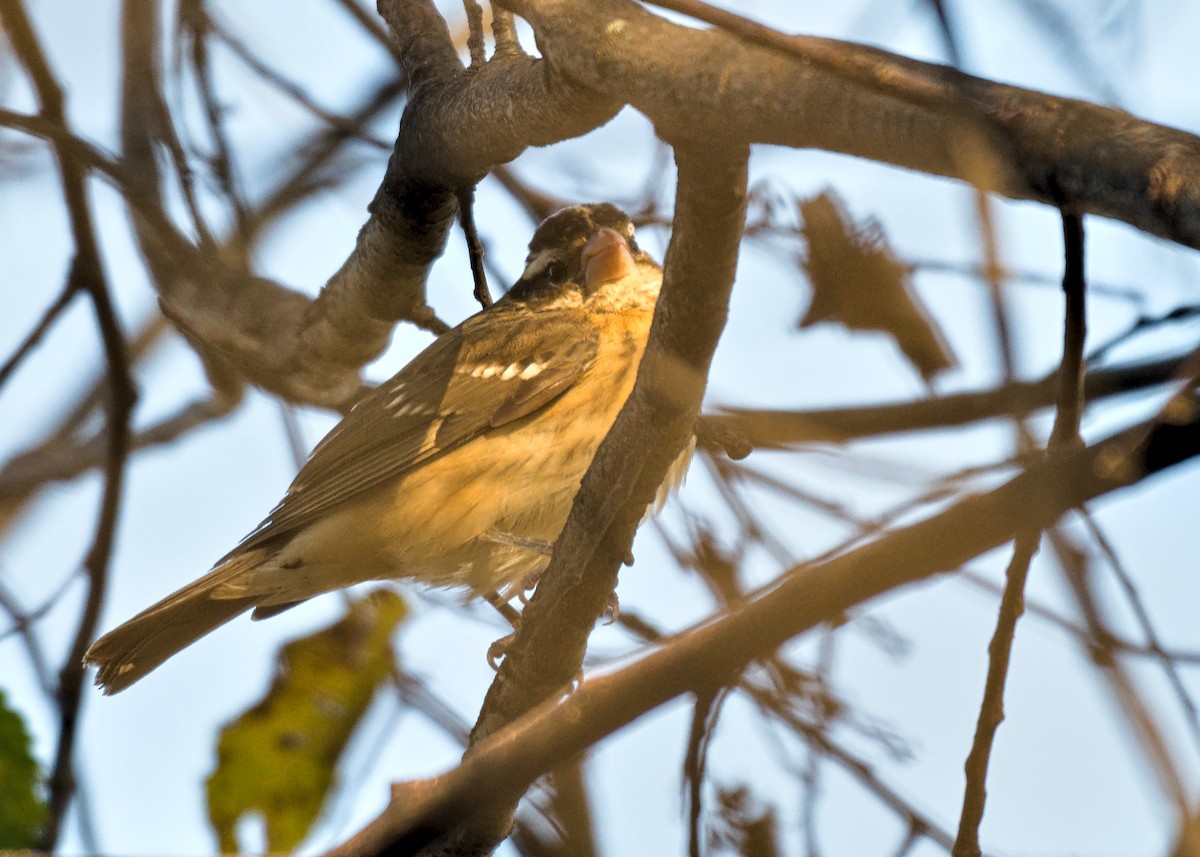 rosenbrysttykknebb - ML644567717