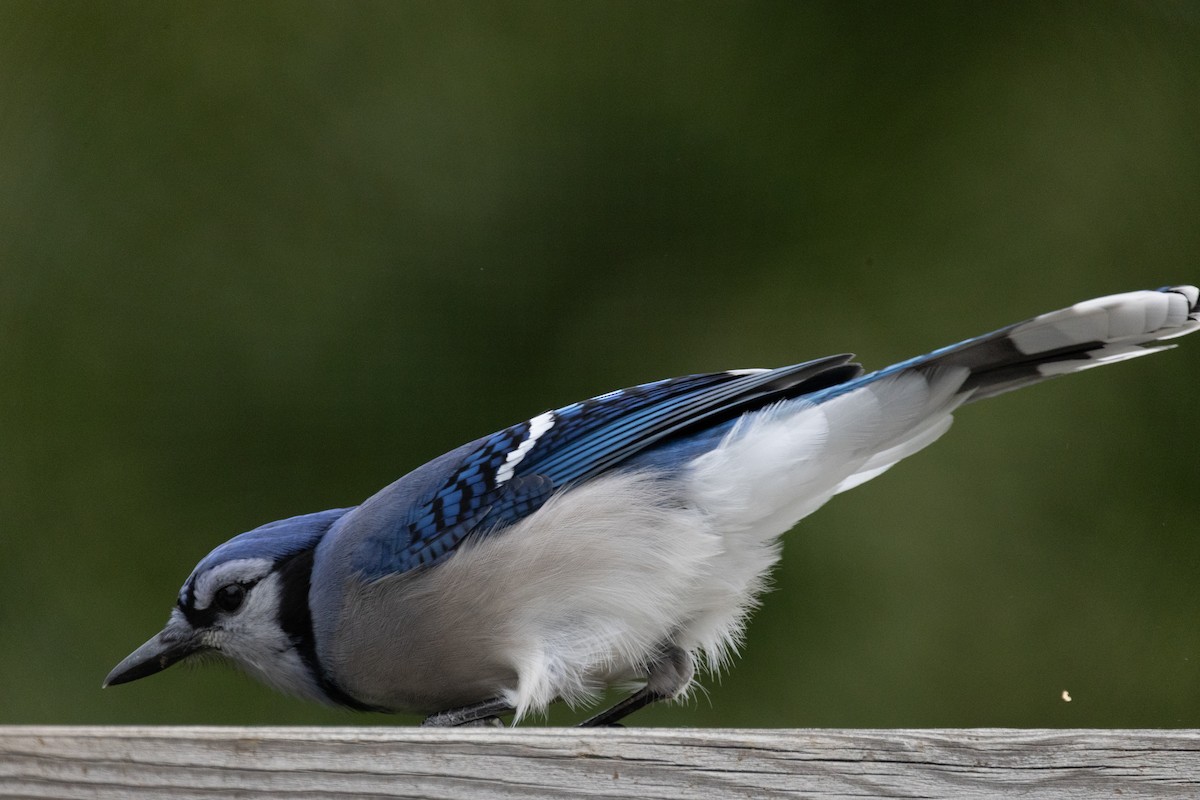 Сизойка блакитна - ML644567725