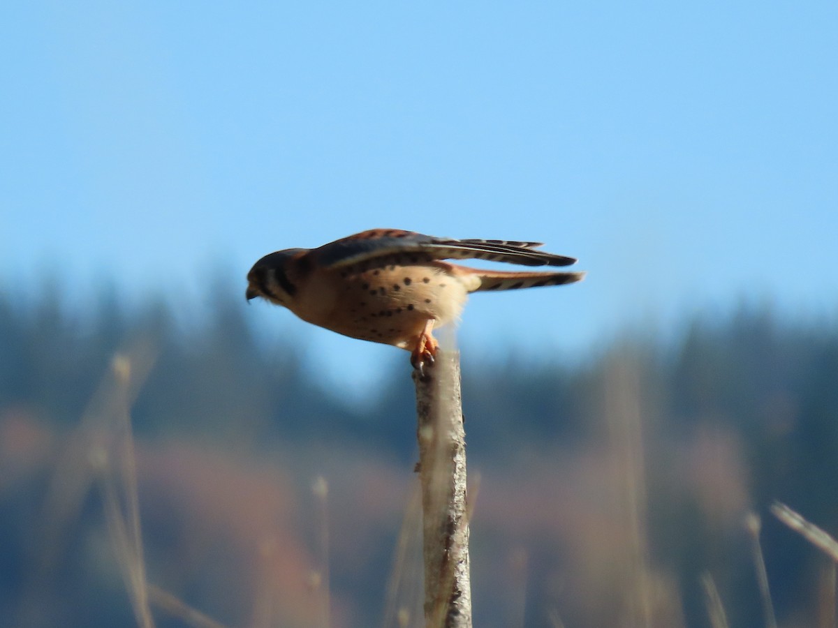 Belatz amerikarra - ML644567726