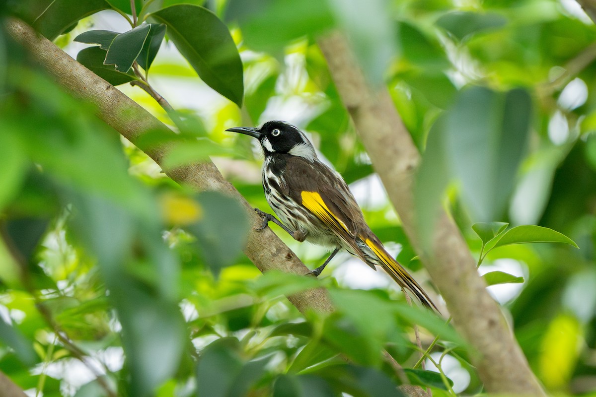 New Holland Honeyeater - ML644567729