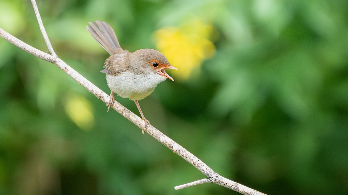 Superb Fairywren - ML644567742