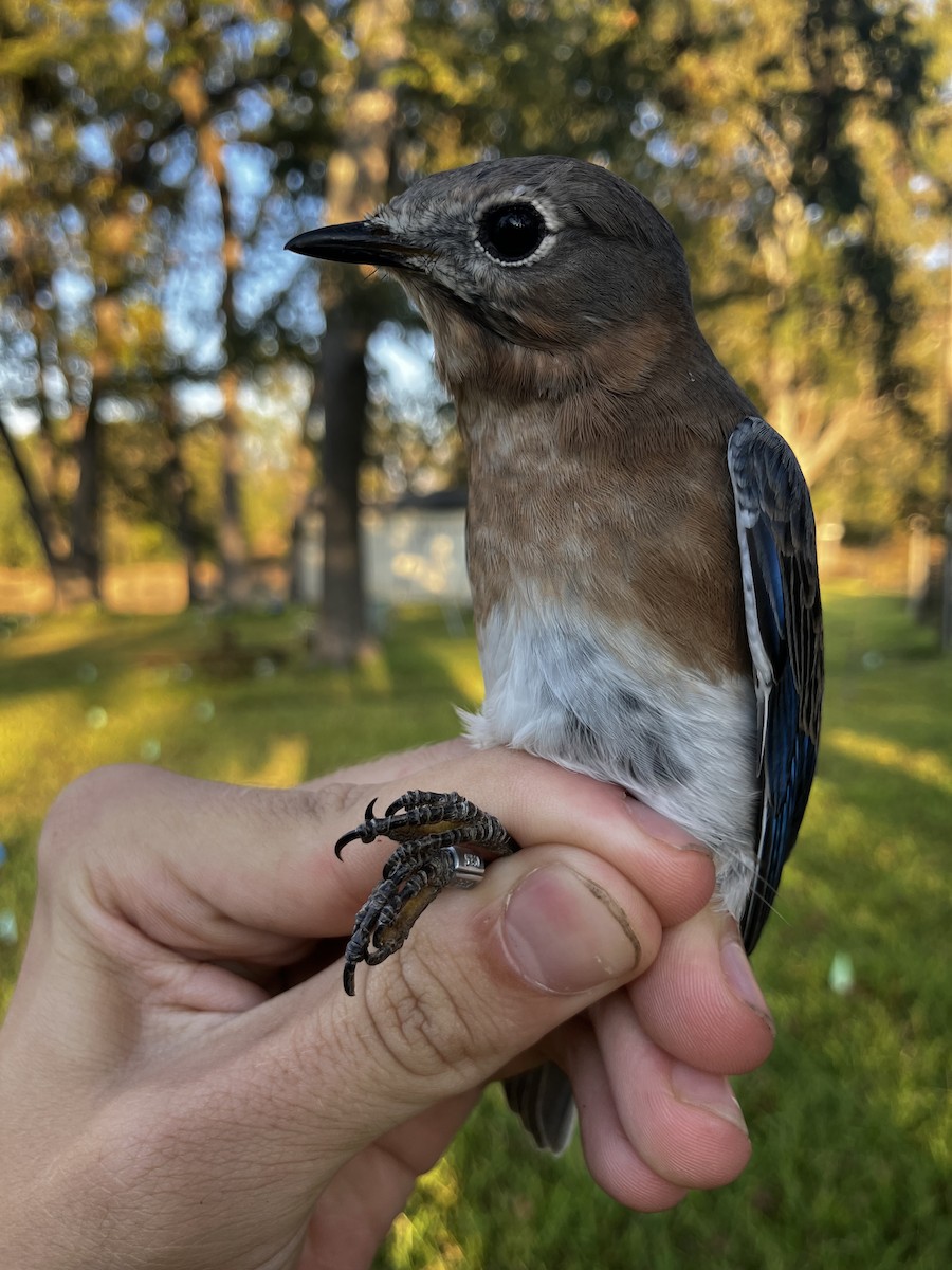 Eastern Bluebird - ML644567748