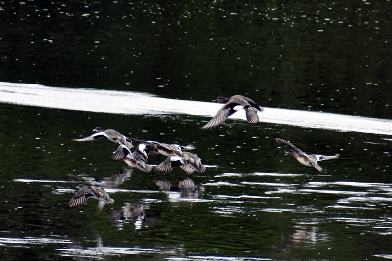 Gadwall - ML644567749