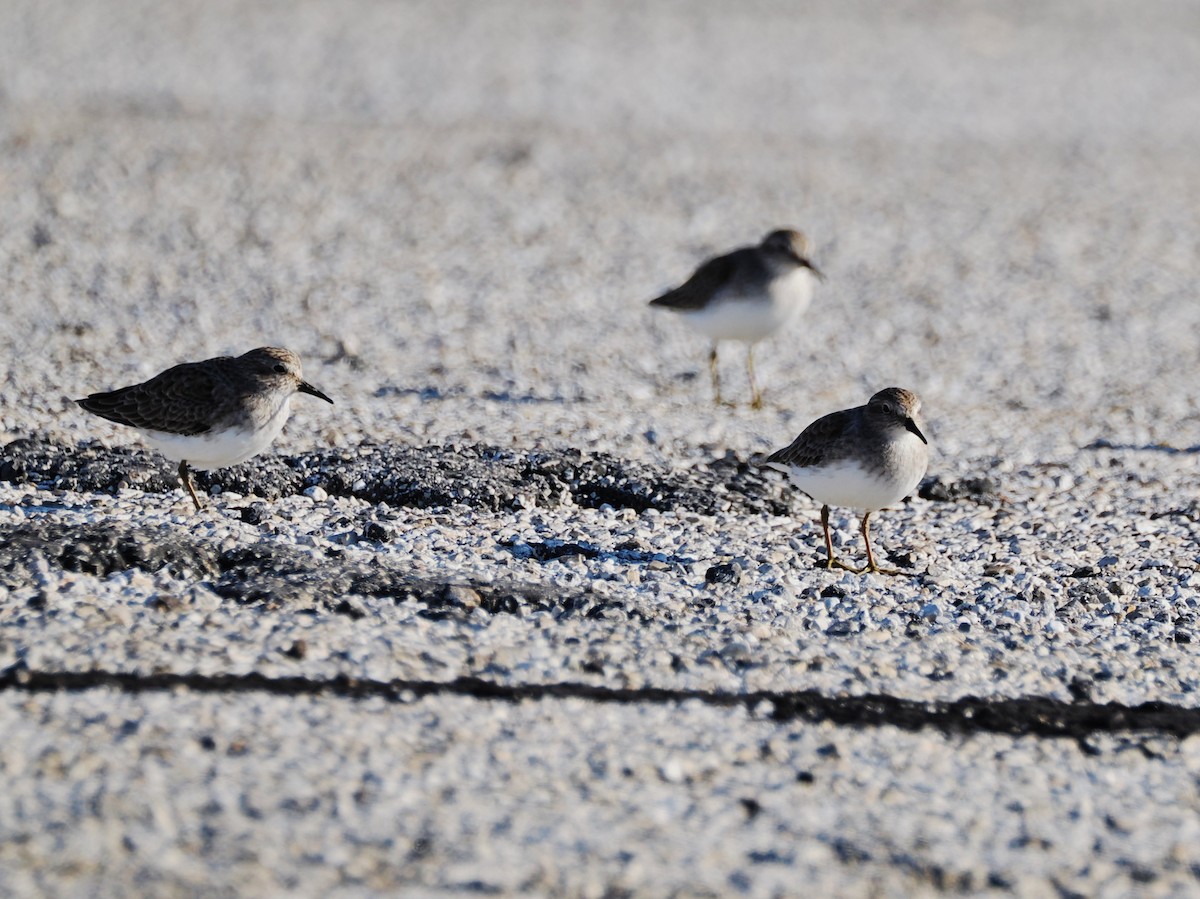 Least Sandpiper - ML644567754