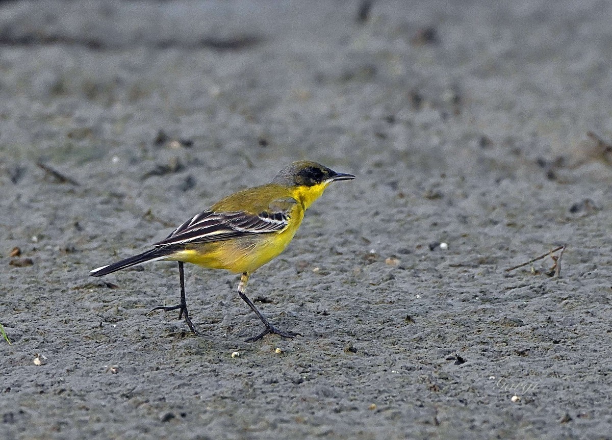 Өрнийн шар цэгцгий - ML644567755