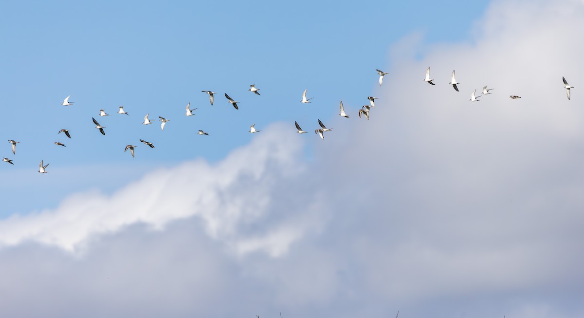 Killdeer - ML644567757