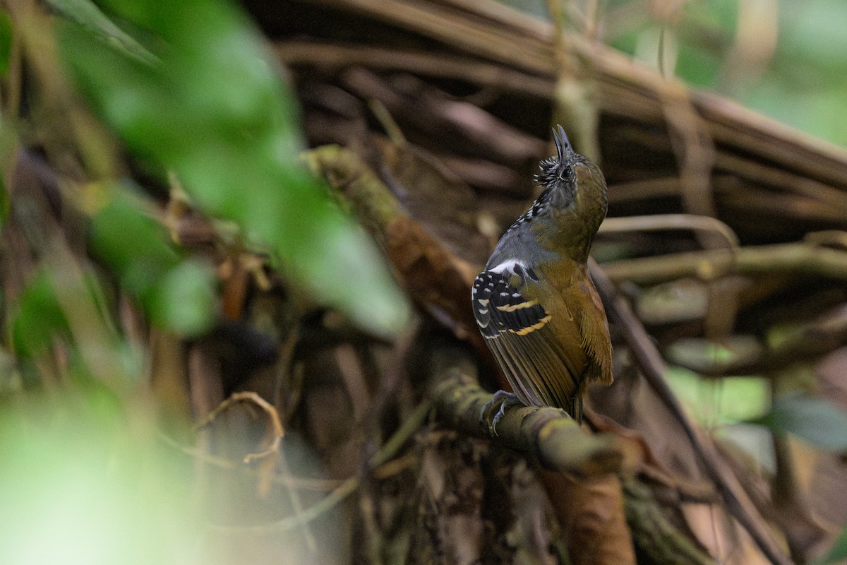 Star-throated Antwren - ML644567759