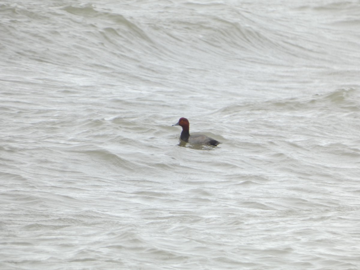 Redhead - ML644567761