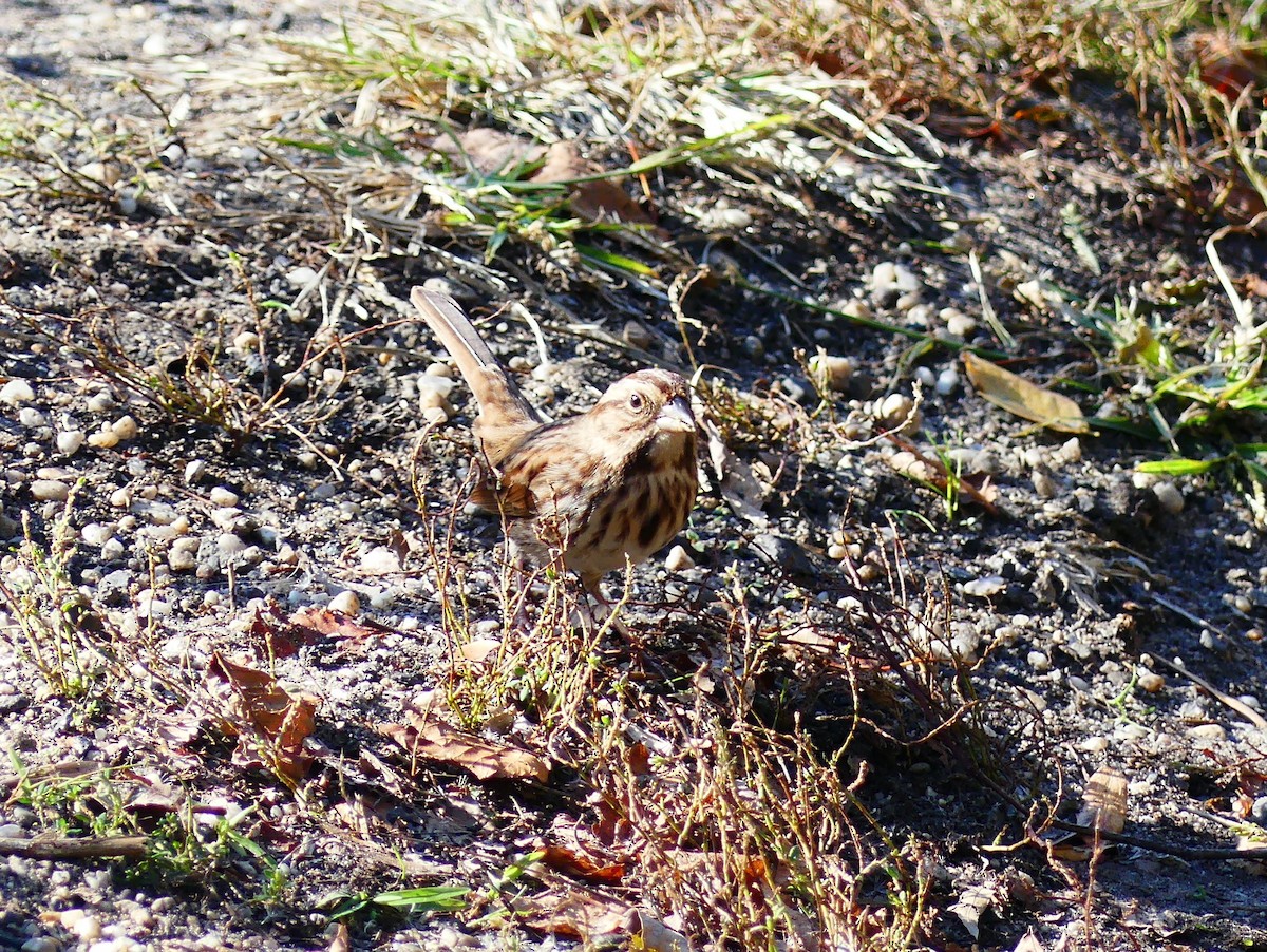 Song Sparrow - ML644567762