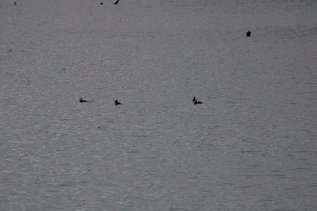 Ruddy Duck - ML644567763