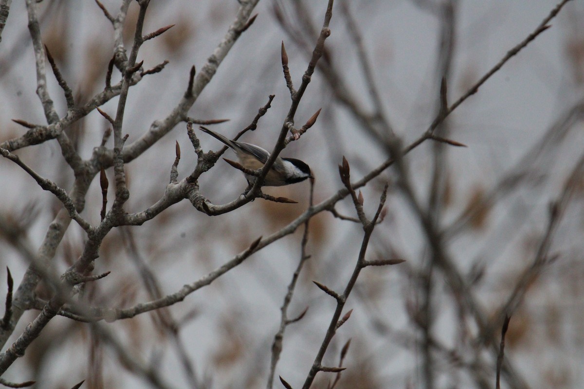 Black-capped Chickadee - ML644567765