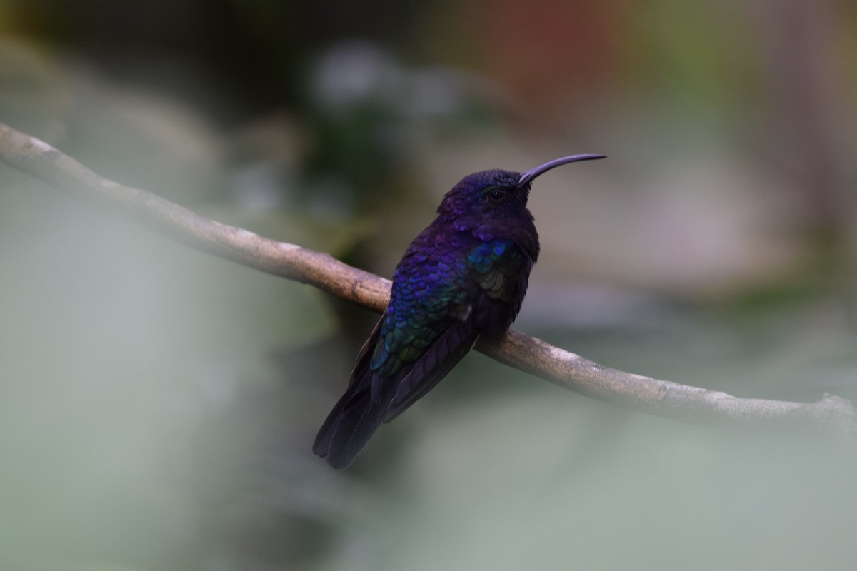 Violet Sabrewing - ML644567766