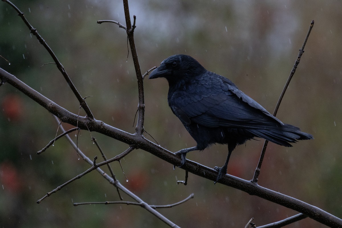 American Crow - ML644567768