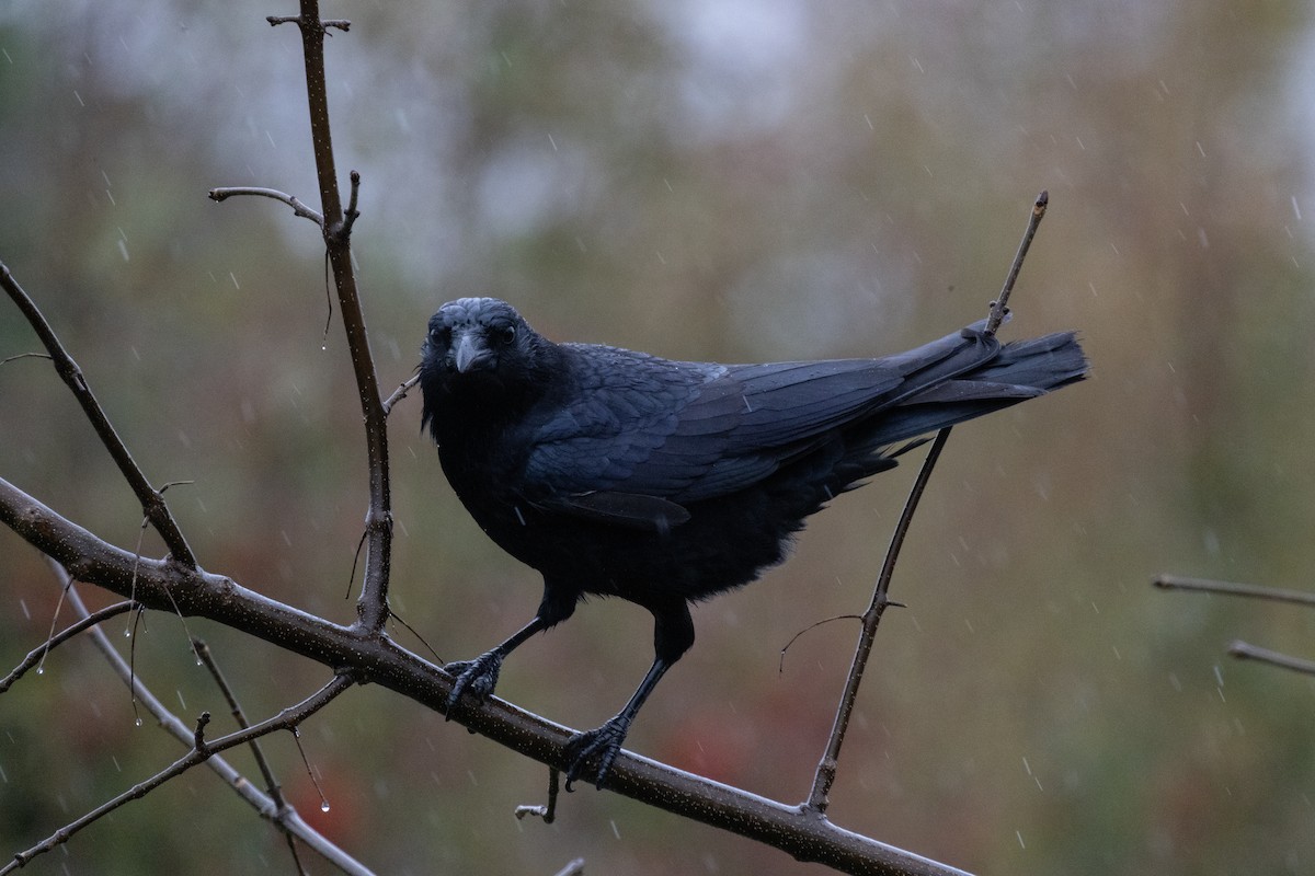 American Crow - ML644567769