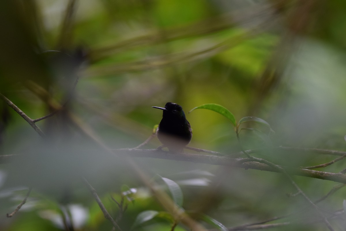 Black-bellied Hummingbird - ML644567771
