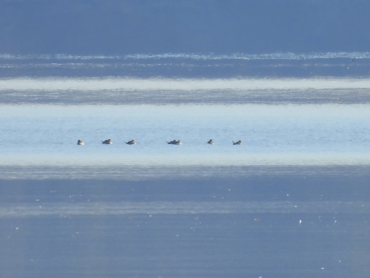 Ruddy Duck - ML644567772