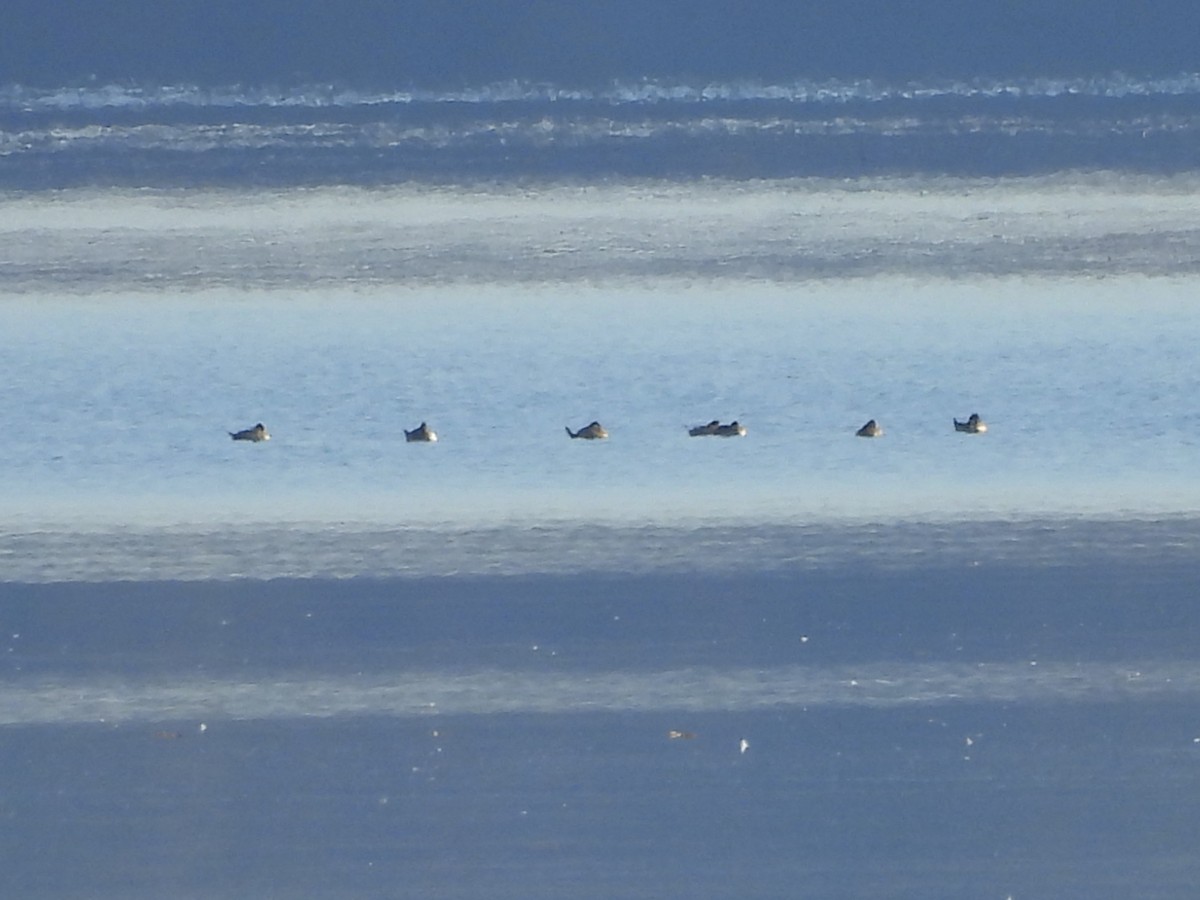 Ruddy Duck - ML644567773