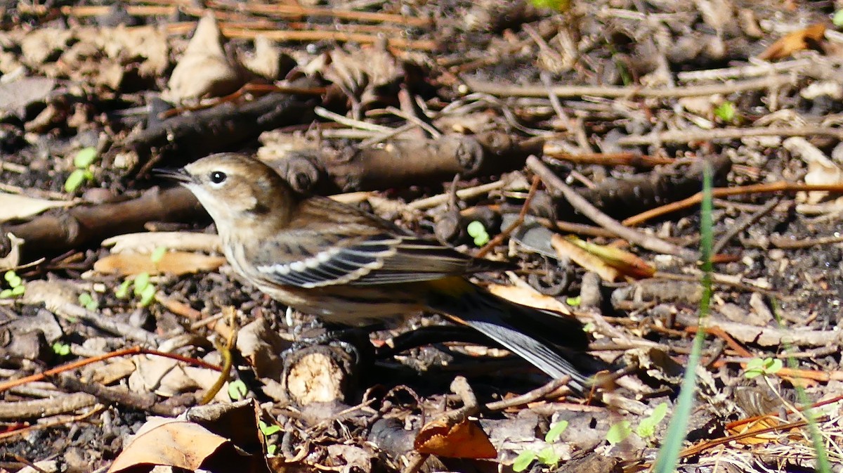Yellow-rumped Warbler - ML644567774