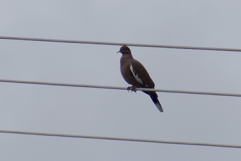 White-winged Dove - ML644567780