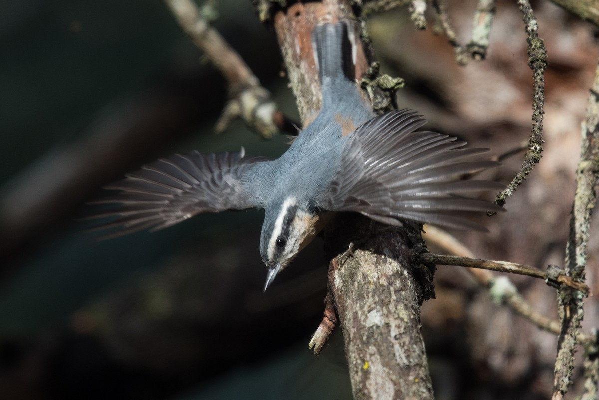 Red-breasted Nuthatch - ML644567781